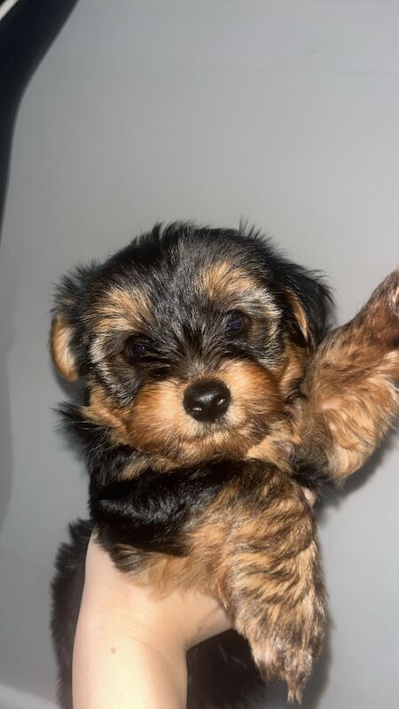 Yorkshire terriers for sale in Manchester, Greater Manchester - Image 2