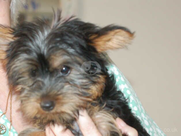 Yorkshire Terriers boy for sale in Havant, Hampshire - Image 1