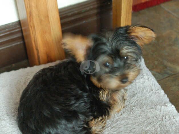 Yorkshire Terriers boy for sale in Havant, Hampshire - Image 2