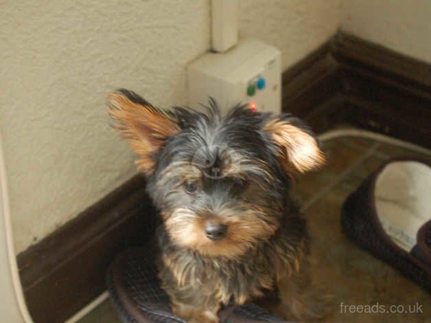 Yorkshire Terriers boy for sale in Havant, Hampshire - Image 3