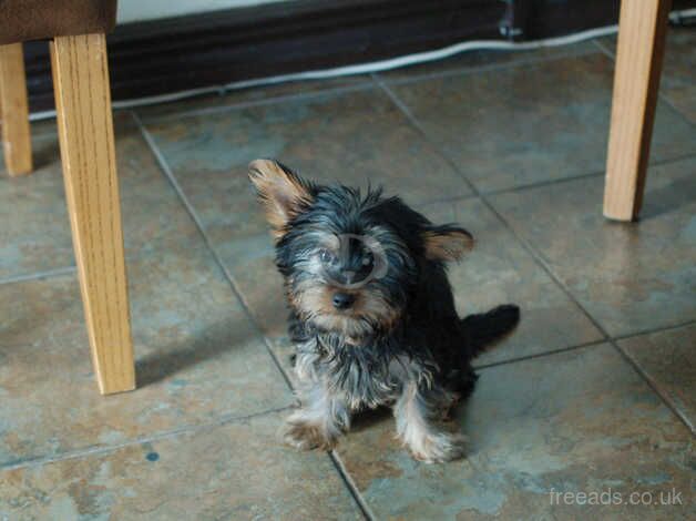 Yorkshire Terriers boy for sale in Havant, Hampshire - Image 4