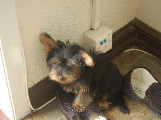 Yorkshire Terriers boy for sale in Havant, Hampshire - Image 3