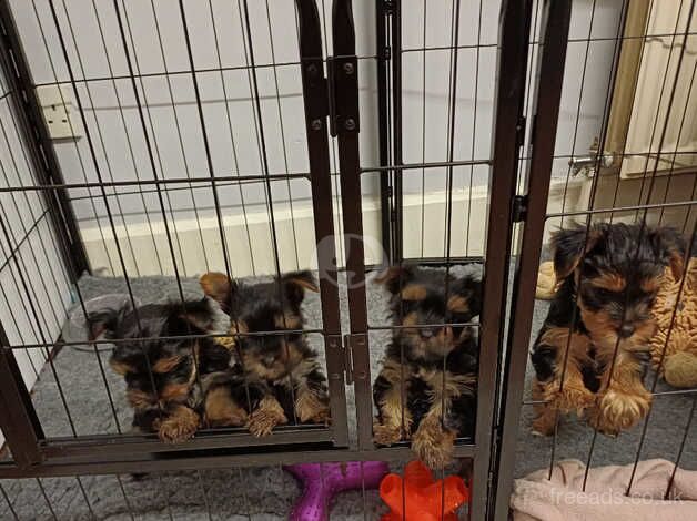 Yorkshire terriers for sale ready to go in 9 days for sale in Huddersfield, West Yorkshire - Image 1