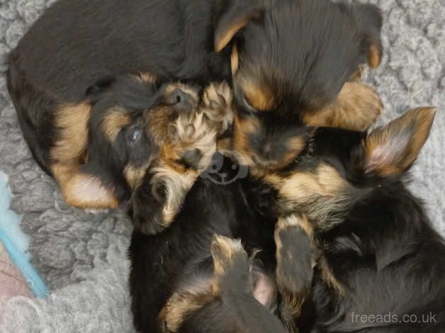 Yorkshire terriers for sale ready to go in 9 days for sale in Huddersfield, West Yorkshire - Image 2