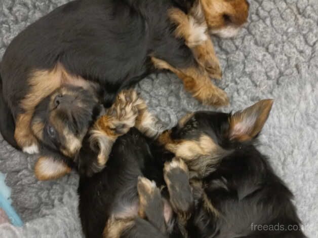 Yorkshire terriers for sale ready to go in 9 days for sale in Huddersfield, West Yorkshire - Image 3