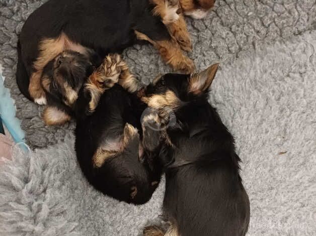 Yorkshire terriers for sale ready to go in 9 days for sale in Huddersfield, West Yorkshire - Image 4