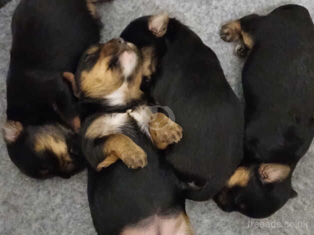 Yorkshire terriers for sale ready to go in 9 days for sale in Huddersfield, West Yorkshire - Image 5