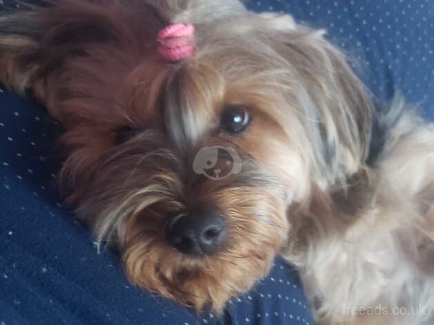 Yorkshire terriers girl for sale in South Croydon, Croydon, Greater London