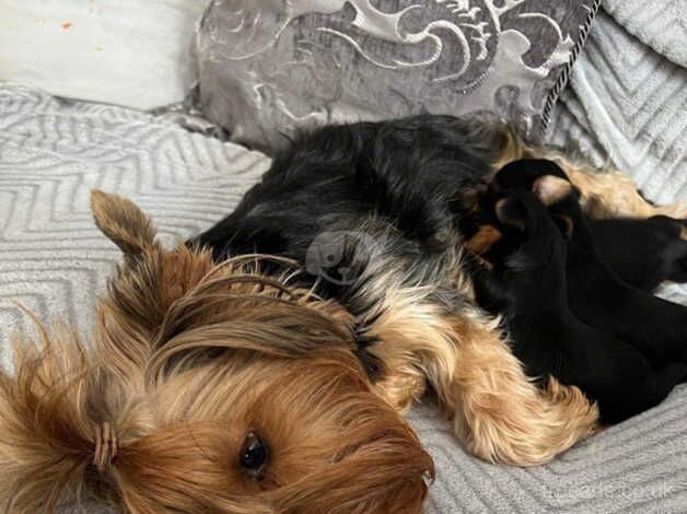 Yorkshire Terriers for sale in Luton, Devon - Image 2