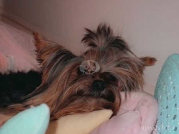 Yorkshire Terriers for sale in Luton, Devon - Image 3