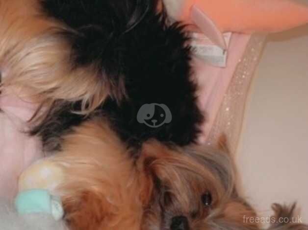 Yorkshire Terriers for sale in Luton, Devon - Image 4