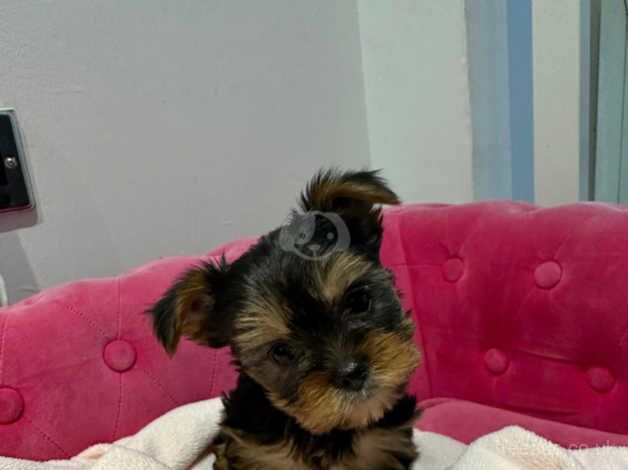 Yorkshire Terriers for sale in Luton, Devon