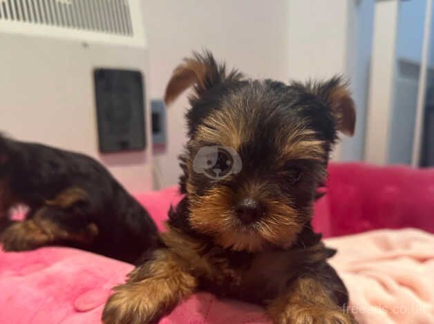 Yorkshire Terriers for sale in Luton, Devon - Image 2