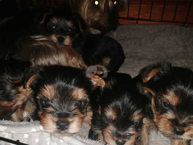 Yorkshire terriers for sale in Northampton, Northamptonshire - Image 1