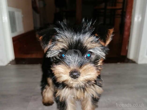 Yorkshire terriers for sale in Northampton, Northamptonshire - Image 2