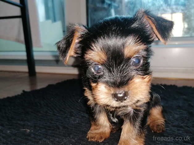 Yorkshire terriers for sale in Northampton, Northamptonshire - Image 3