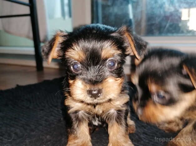 Yorkshire terriers for sale in Northampton, Northamptonshire - Image 4