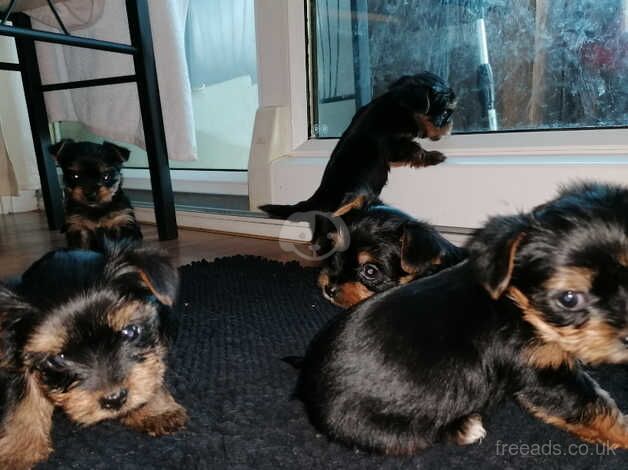 Yorkshire terriers for sale in Northampton, Northamptonshire - Image 5