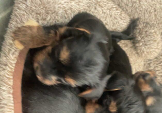 Yorkshire terriers for sale in Sheffield, South Yorkshire