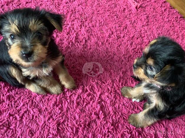 Yorkshire terriers mini for sale in Crewe, Cheshire - Image 1