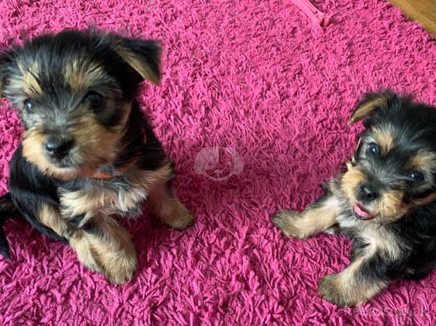 Yorkshire terriers mini for sale in Crewe, Cheshire - Image 2