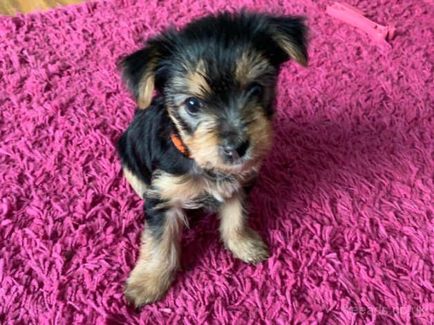 Yorkshire terriers mini for sale in Crewe, Cheshire - Image 3