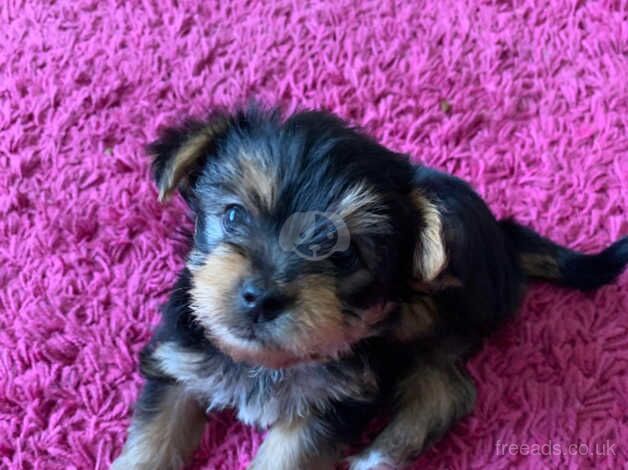 Yorkshire terriers mini for sale in Crewe, Cheshire - Image 4