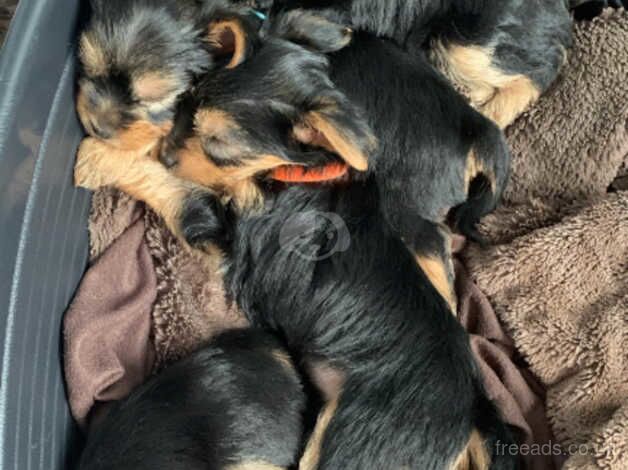 Yorkshire terriers mini for sale in Crewe, Cheshire - Image 5