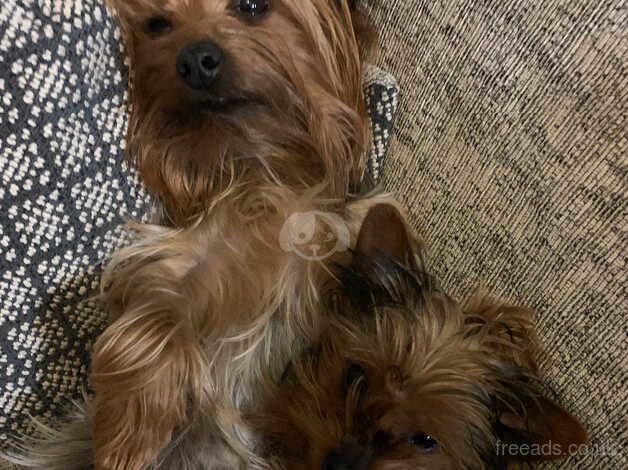 Yorkshire terriers (mother and daughter) for sale in Bromsgrove, Worcestershire