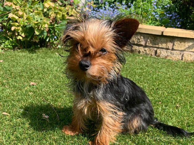 Yorkshire terriers (mother and daughter) for sale in Bromsgrove, Worcestershire - Image 3