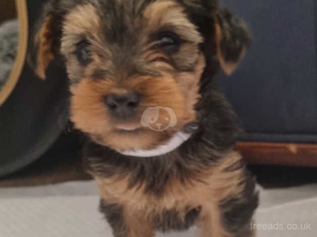 Yorkshire terriers puppies for sale in Kilmarnock, East Ayrshire
