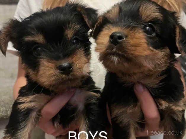 Yorkshire Terriers Puppies for sale in Tewkesbury, Gloucestershire