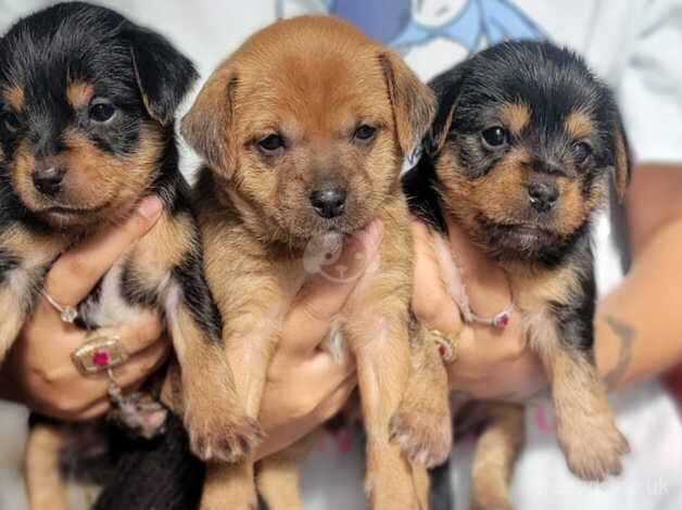 Yorkshire terriers puppies puppy for sale in Derby, Derbyshire