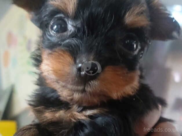 Yorkshire terriers puppies t cup for sale in Nottingham, Nottinghamshire