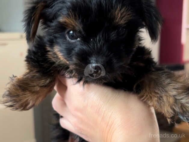 Yorkshire terriers puppies t cup for sale in Nottingham, Nottinghamshire - Image 2