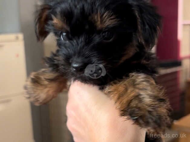 Yorkshire terriers puppies t cup for sale in Nottingham, Nottinghamshire - Image 3