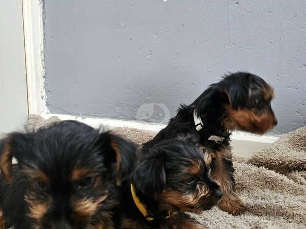 Yorkshire terriers puppy for sale in Yeovil, Somerset - Image 1