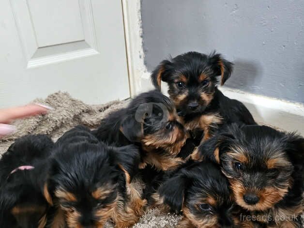 Yorkshire terriers puppy for sale in Yeovil, Somerset - Image 2
