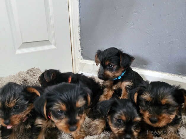 Yorkshire terriers puppy for sale in Yeovil, Somerset - Image 3