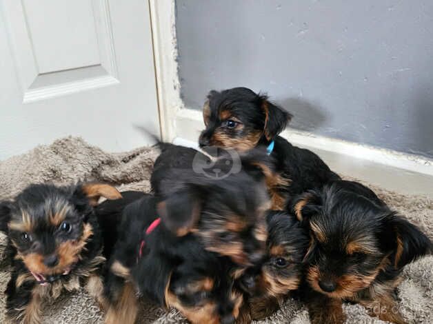 Yorkshire terriers puppy for sale in Yeovil, Somerset - Image 4