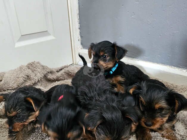 Yorkshire terriers puppy for sale in Yeovil, Somerset - Image 5