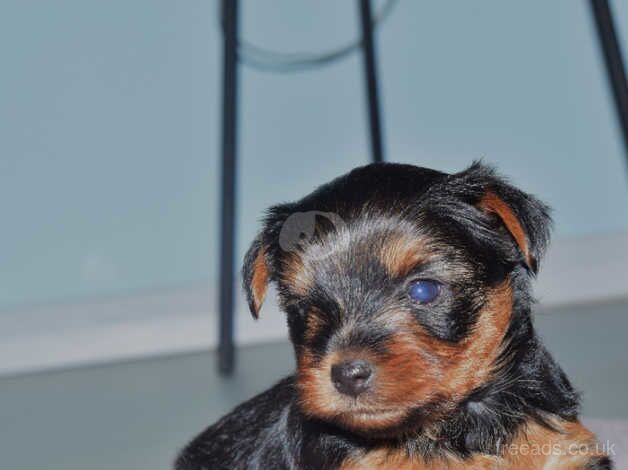 Yorkshire terries puppies for sale in Yeovil, Somerset - Image 1