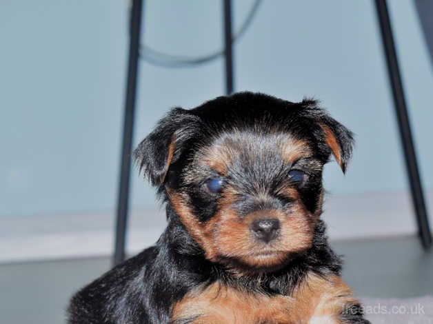 Yorkshire terries puppies for sale in Yeovil, Somerset - Image 2