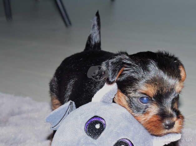 Yorkshire terries puppies for sale in Yeovil, Somerset - Image 3