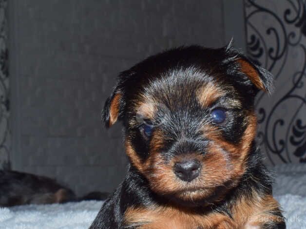 Yorkshire terries puppies for sale in Yeovil, Somerset - Image 4