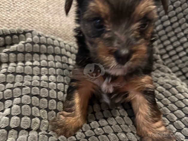 Yorkshire Terrior Puppies for sale in Lincoln, Lincolnshire