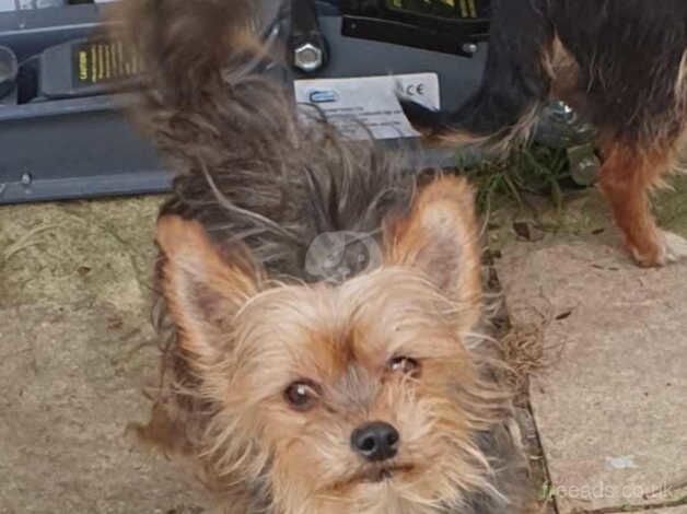 Yorkshire terrior puppy for sale in Street, Cumbria - Image 3