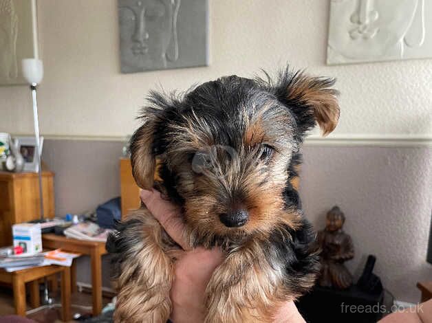 Yorky Female for sale in Leysdown-on-Sea