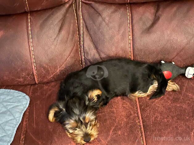 Yorky Female for sale in Leysdown-on-Sea - Image 2