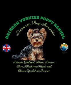 Yorkshire Terrier - Licensed Yorkie breeder